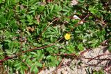 Potentilla anserina