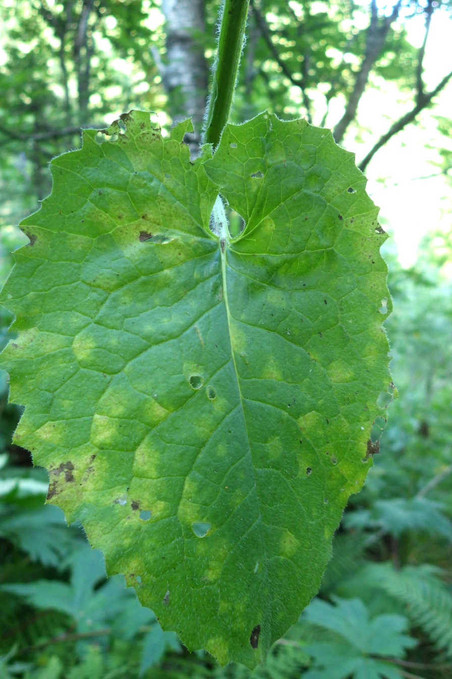 Image of Saussurea latifolia specimen.