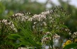 Senecio cannabifolius. Верхушка побега с соплодиями. Сахалин, Холмский гор. округ, окр. мыса Слепиковского, опушка смешанного леса. 26.08.2023.