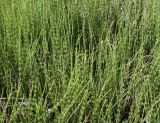 Equisetum fluviatile