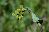 Ligularia glauca. Верхушка побега с распускающимися соцветиями. Хакасия, Орджоникидзевский р-н, долина р. Сарала, луг. 09.06.2022.