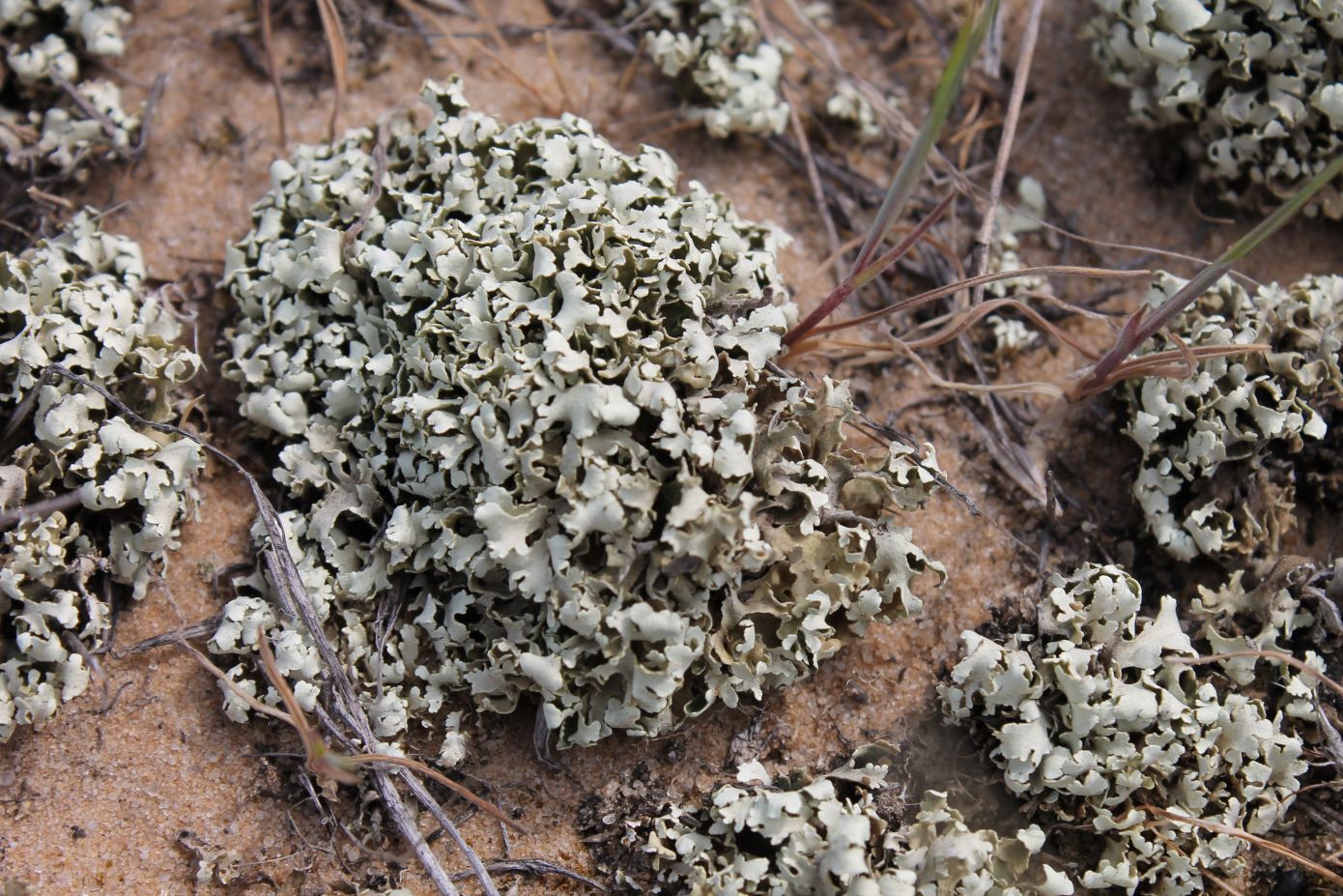 Image of Cladonia foliacea specimen.