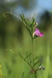 Vicia angustifolia