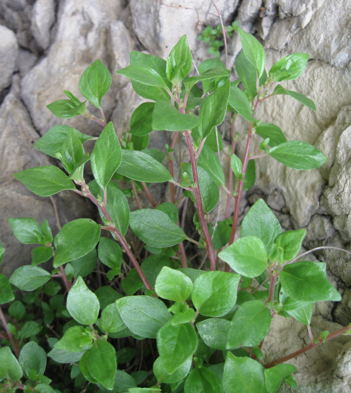 Image of Parietaria elliptica specimen.