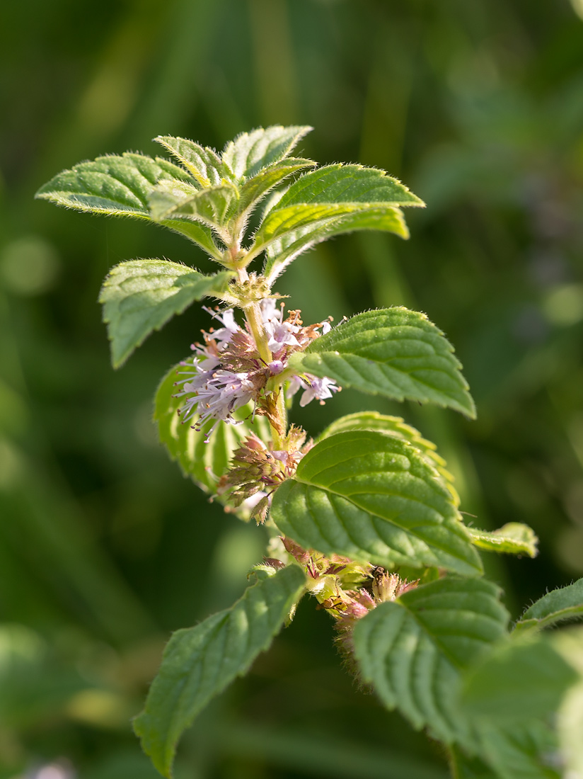 Image of Mentha arvensis specimen.