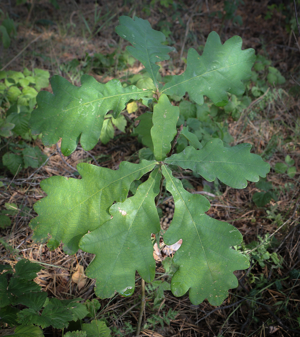 Image of Quercus robur specimen.