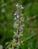 Salvia viridis. Верхушка соцветия. Грузия, Самцхе-Джавахети, окр. крепости Ацкури, луговой склон. 12.06.2023.