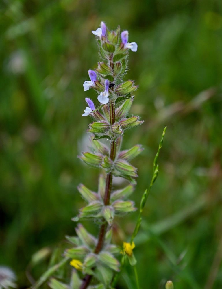 Изображение особи Salvia viridis.