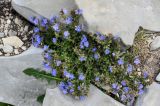 Veronica vendettadeae