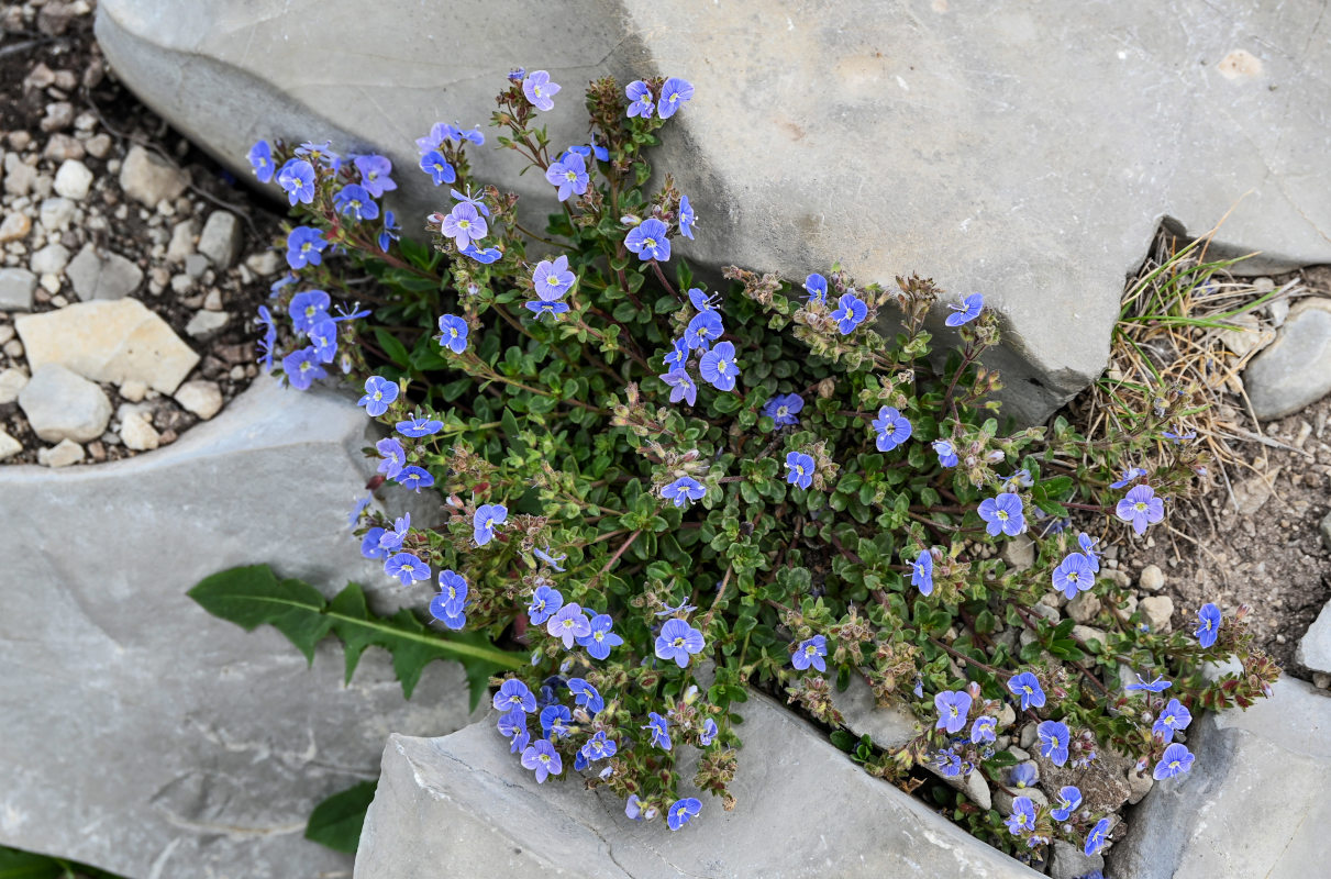 Image of Veronica vendettadeae specimen.