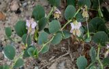 Capparis herbacea. Побеги с отцветшими цветками и формирующимися плодами. Армения, г. Ереван, р-н Эребуни, холм Арин-Берд, каменистый склон. 20.06.2023.