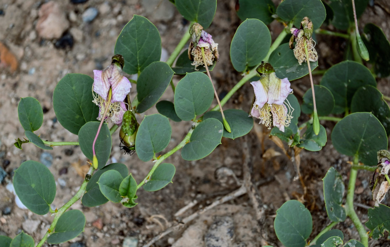 Image of Capparis herbacea specimen.