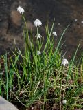 genus Eriophorum. Плодоносящие растения в сообществе с Equisetum. Красноярский край, Таймырский Долгано-Ненецкий р-н, плато Путорана, водопад Китабо-Орон, затопленный участок каменистого берега реки. 26.07.2023.