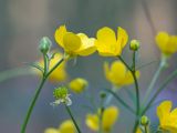 Ranunculus constantinopolitanus