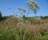 Valeriana officinalis