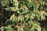 Pieris japonica