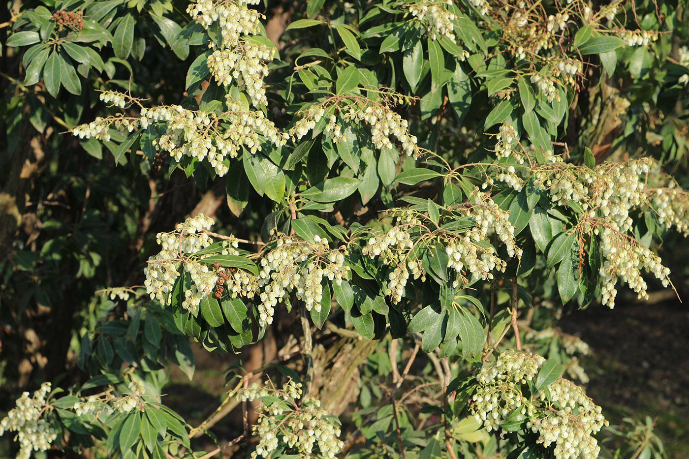 Изображение особи Pieris japonica.