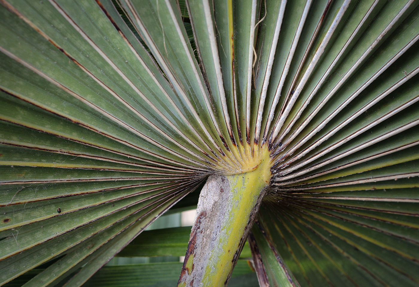Image of Trachycarpus fortunei specimen.