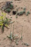 Allium subscabrum