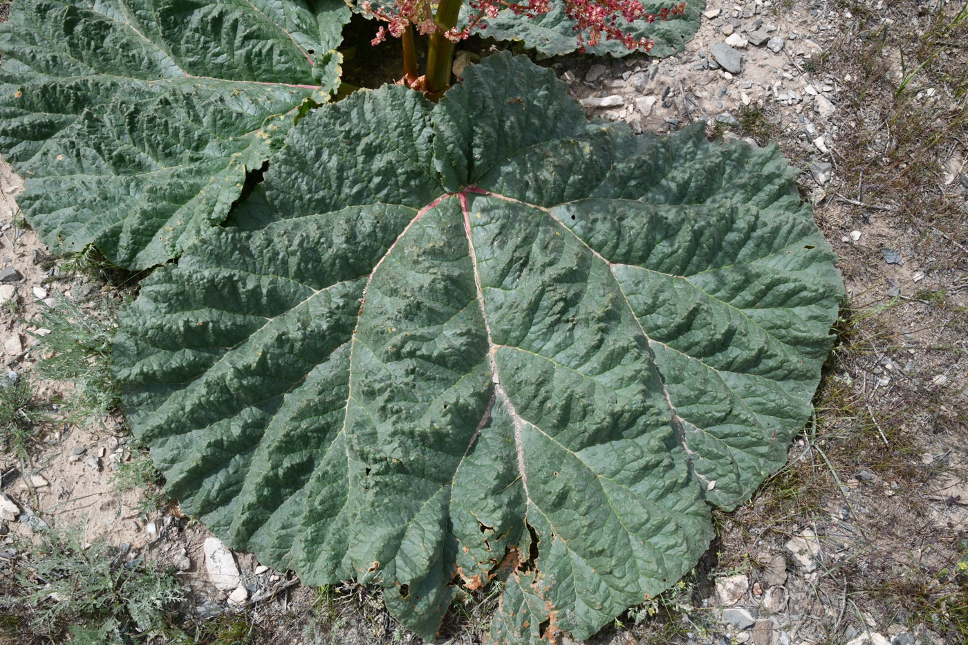 Изображение особи Rheum tataricum.