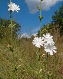 Cichorium intybus