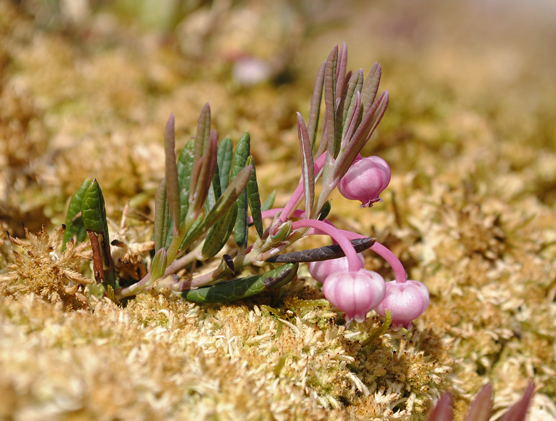 Изображение особи Andromeda polifolia.