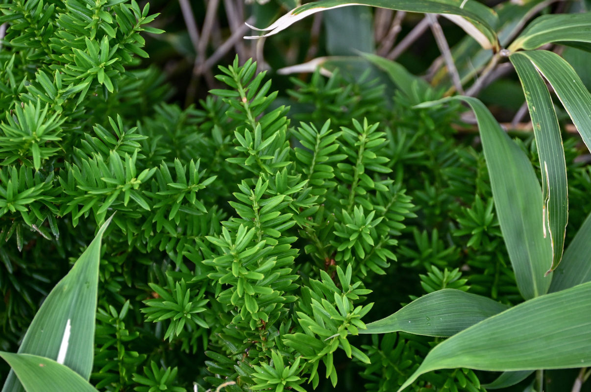 Изображение особи Taxus cuspidata.