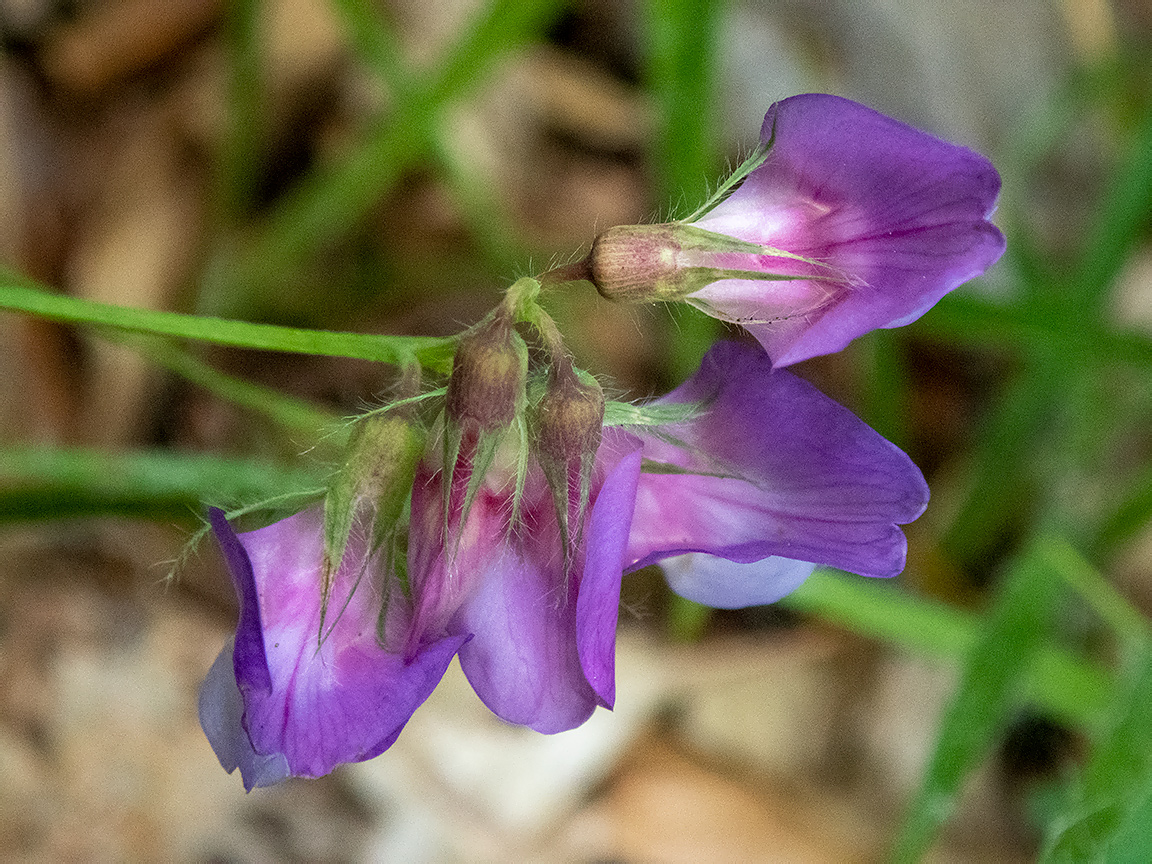 Image of Lathyrus laxiflorus specimen.