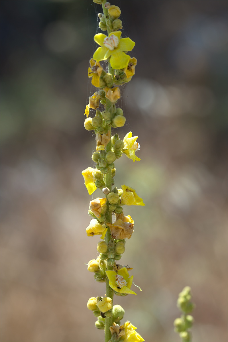 Изображение особи род Verbascum.