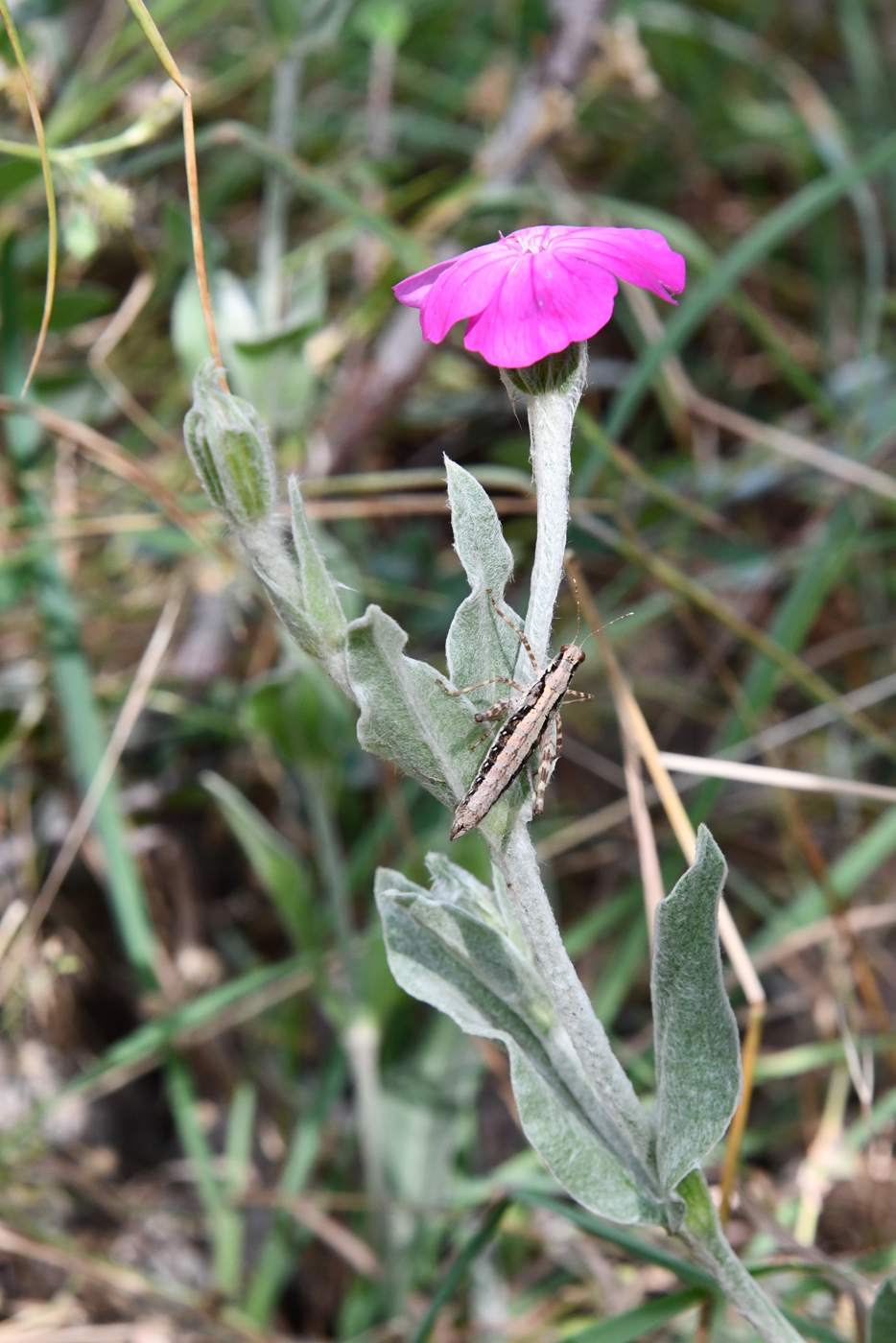 Изображение особи Lychnis coronaria.