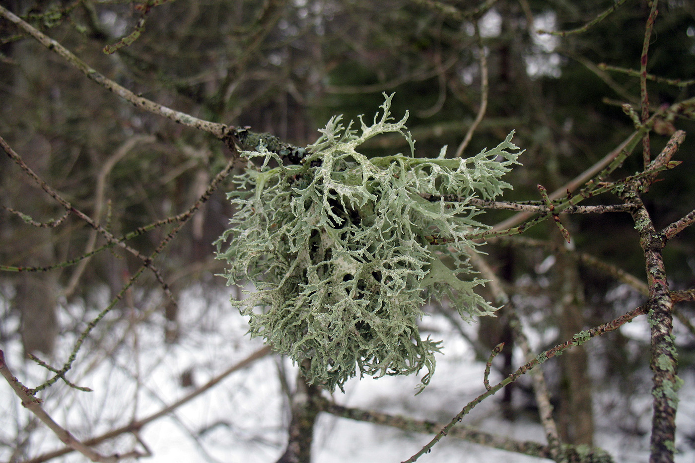 Image of genus Evernia specimen.