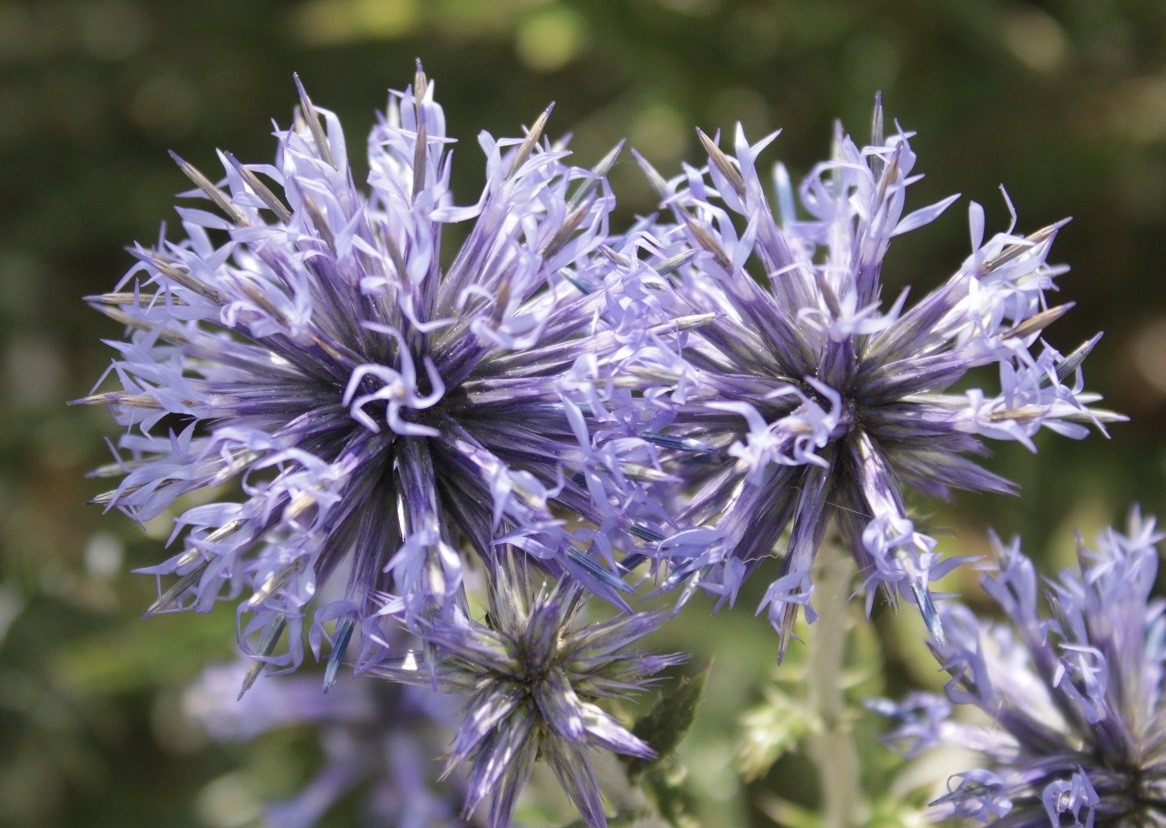 Image of Echinops albotomentosus specimen.
