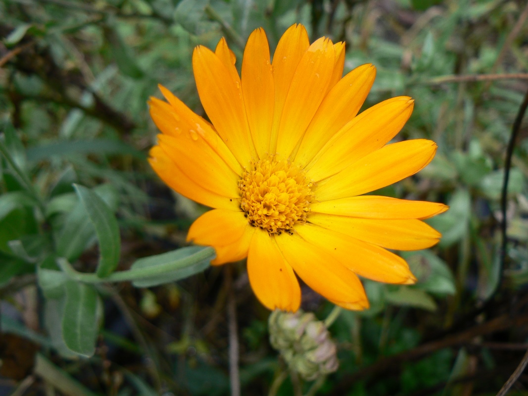 Image of Calendula officinalis specimen.