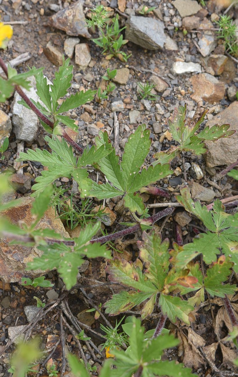 Изображение особи Potentilla adscharica.