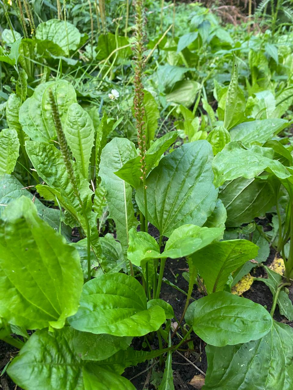 Image of Plantago major specimen.