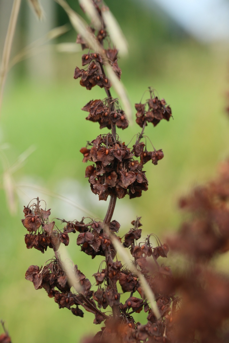 Image of Rumex confertus specimen.