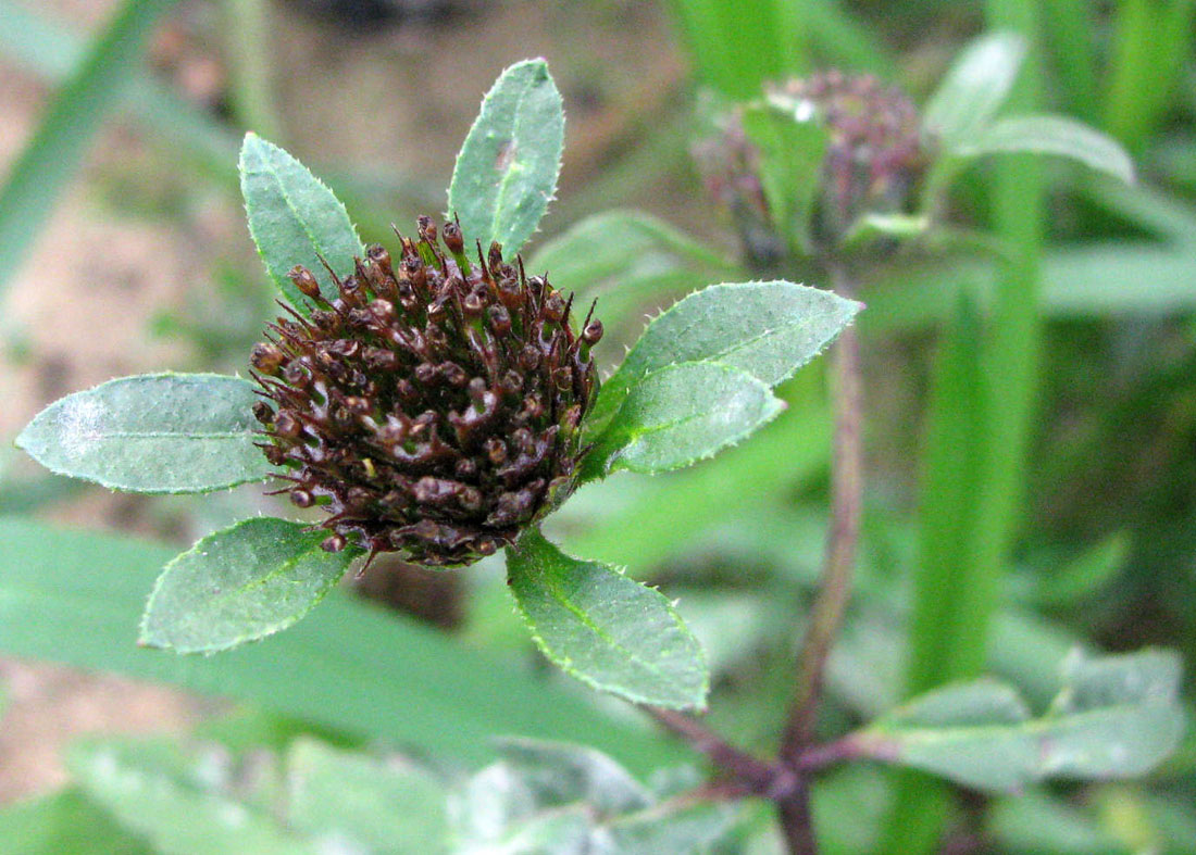 Image of Bidens &times; garumnae specimen.