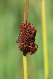 Juncus conglomeratus