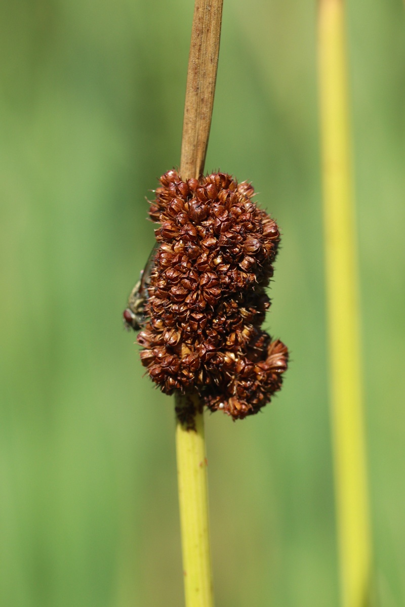 Изображение особи Juncus conglomeratus.