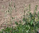 Dactylis glomerata. Верхушки побегов с соцветиями. Московская обл., Одинцовский р-н, окр. г. Кубинка, окр. вдхр. Трасна, обочина бетонной дороги, глинистая почва. 25.06.2022.