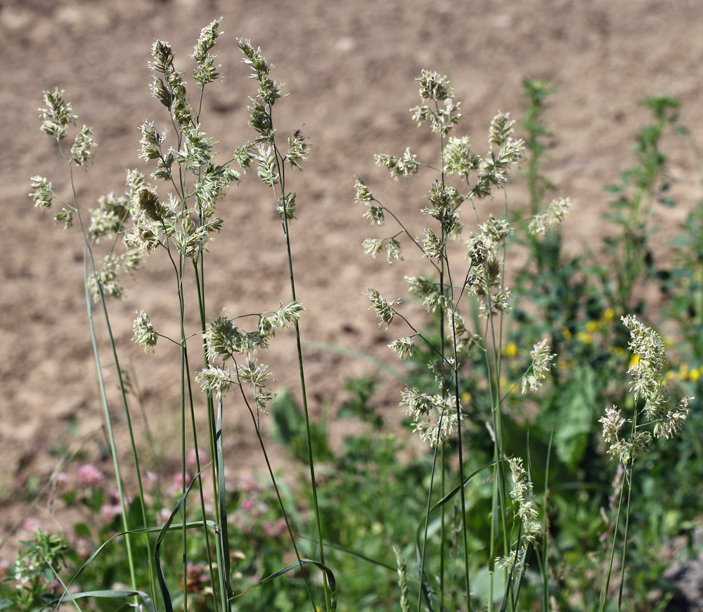 Изображение особи Dactylis glomerata.