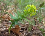 Euphorbia condylocarpa