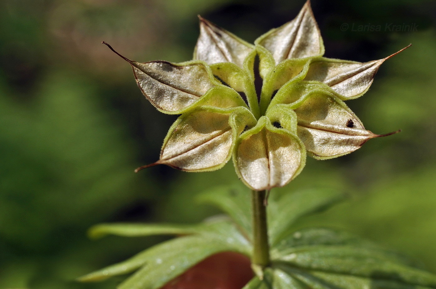 Изображение особи Eranthis stellata.