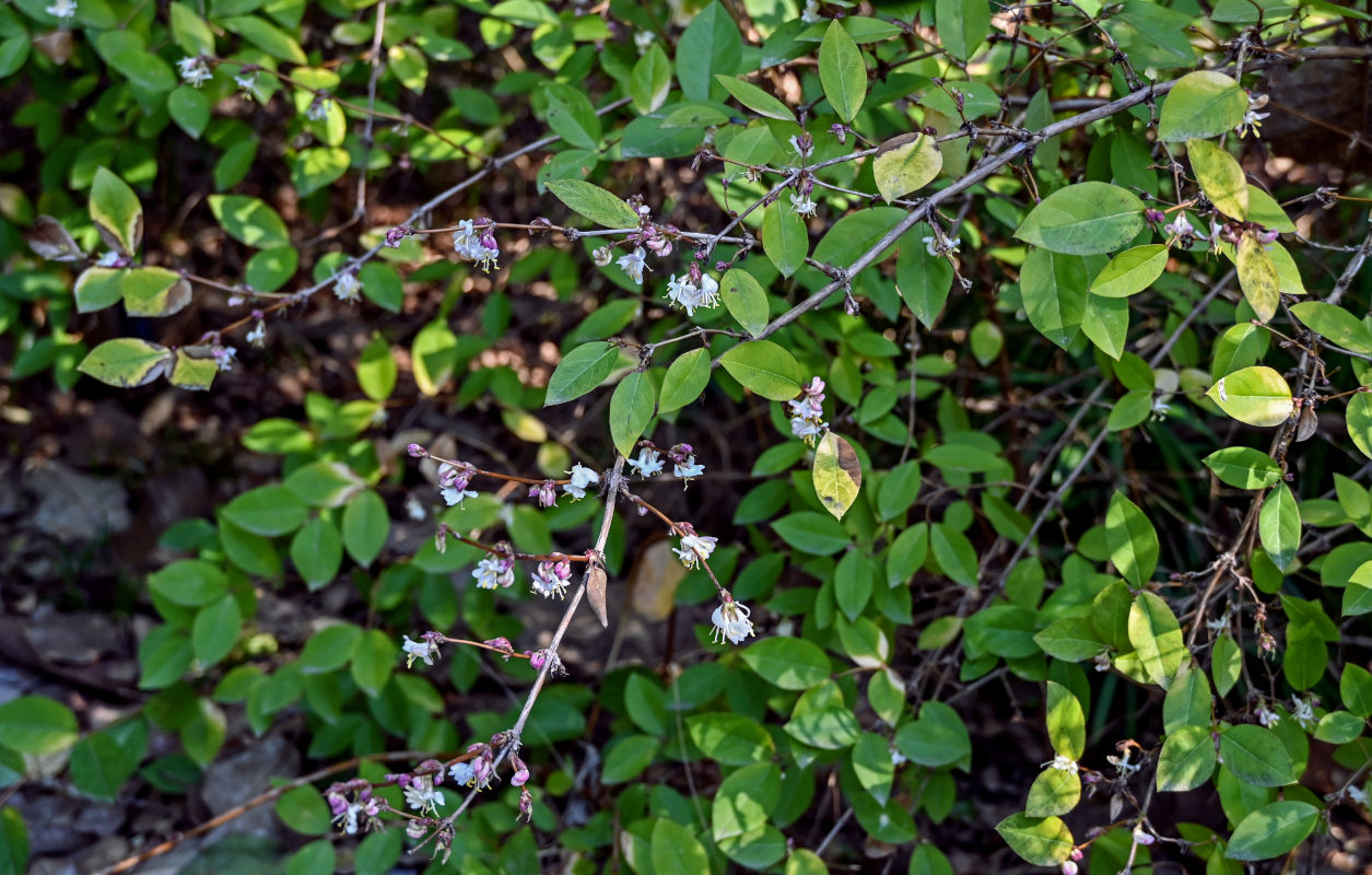 Image of Lonicera fragrantissima specimen.
