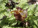 Adonis amurensis. Отцветающий цветок. Хабаровский край, окр. г. Комсомольск-на Амуре, перелесок в дол. р. Силинка. 07.05.2025.