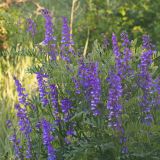 Vicia cracca
