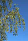 Betula pendula. Цветущая ветвь в средней части кроны. Псковская обл., Гдовский р-н, окр. дер. Самолва, мемориальный комплекс «Князь Александр Невский с дружиной», побережье Чудского озера, выкашиваемый луг. 27.04.2025.