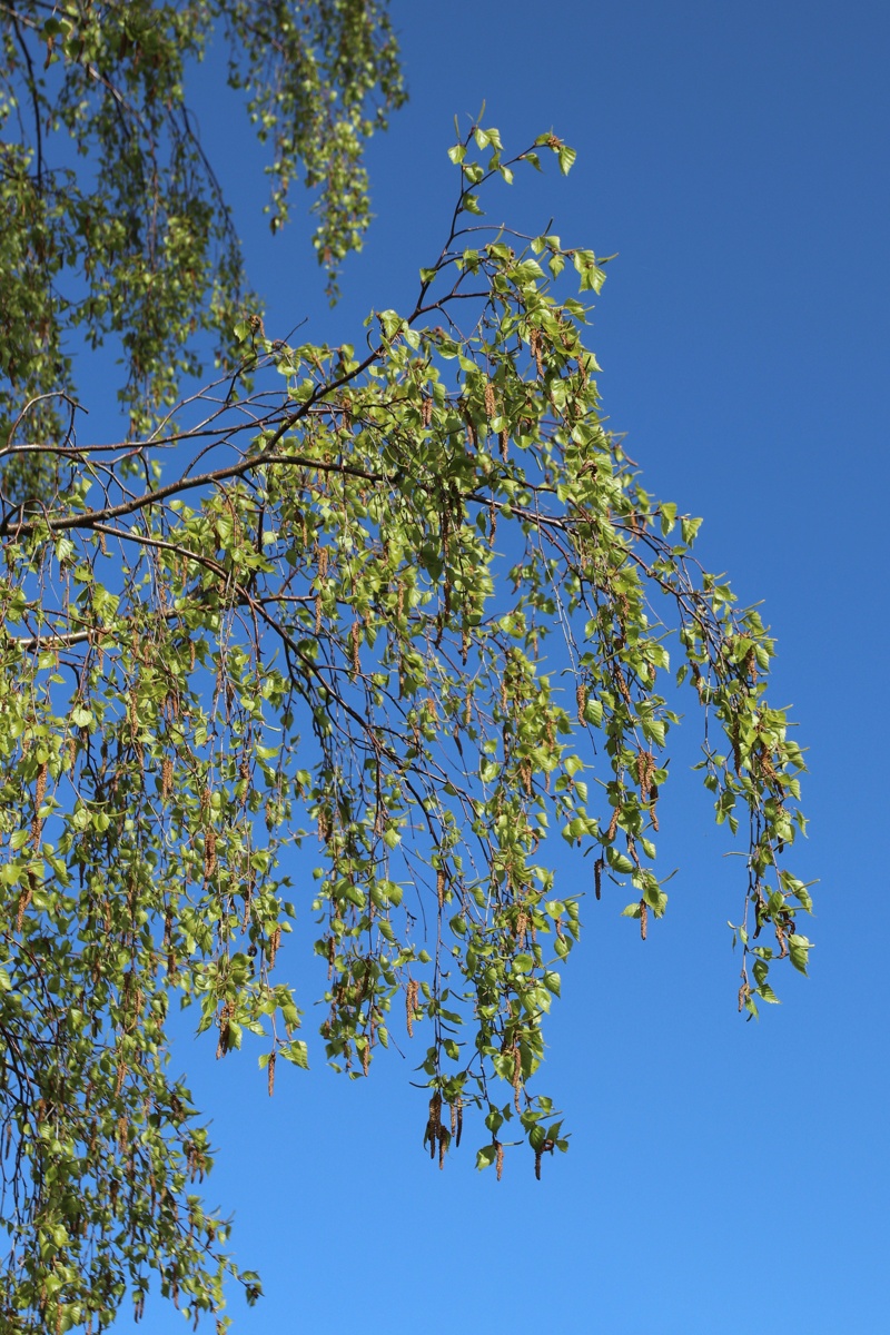 Image of Betula pendula specimen.