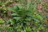Solidago virgaurea