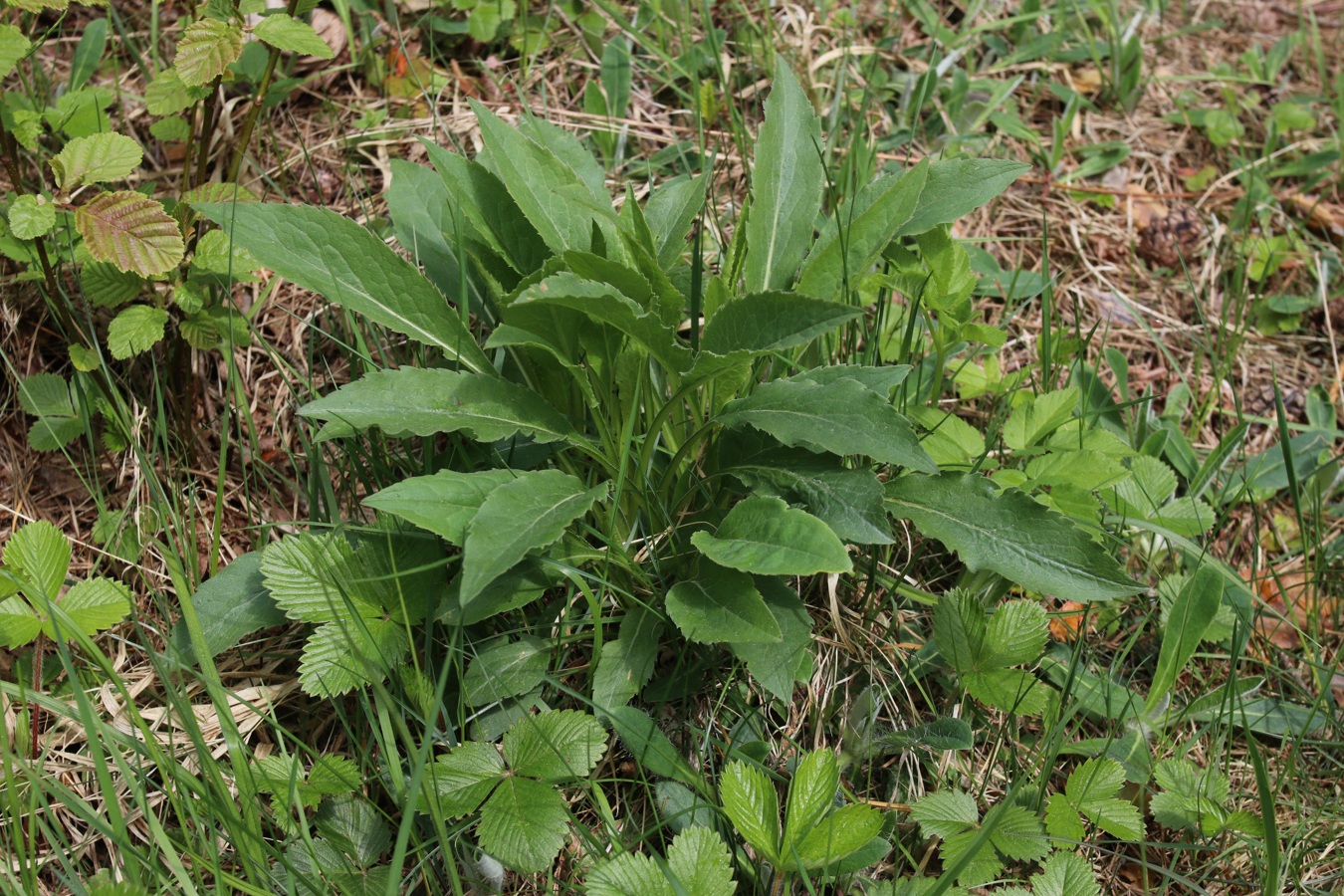 Изображение особи Solidago virgaurea.